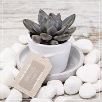 Übertopf WEIß für 6cm Sukkulenten