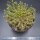 Euphorbia pugniformis XXL