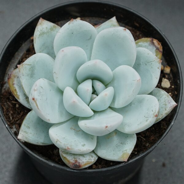 Echeveria Sugar Heart