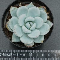 Echeveria Sugar Heart