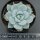 Echeveria Sugar Heart