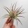 Tillandsia kammii