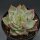 Echeveria Jade Star