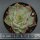 Echeveria Jade Star