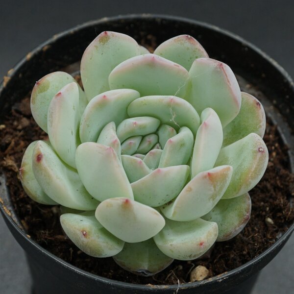 Echeveria Iceland