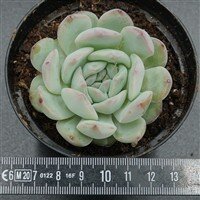 Echeveria Iceland