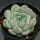 Echeveria Iceland