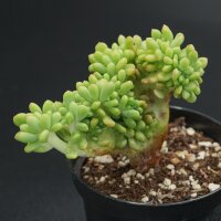 Sedum Alice Evans f. cristata