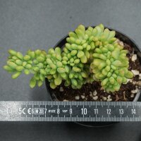 Sedum Alice Evans f. cristata