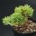 Sedum Alice Evans f. cristata