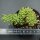 Sedum Alice Evans f. cristata