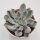 Echeveria Thriller Pearl - 12cm