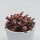 Kalanchoe Pink Butterfly - 8,5cm