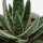 x Gasteraloe Doreen - 5,5cm