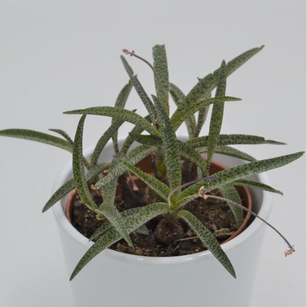 Scilla - 10,5cm