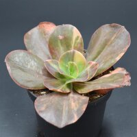 Echeveria Primadonna f. variegata
