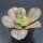 Echeveria Primadonna f. variegata