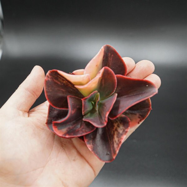 Echeveria Primadonna f. variegata Steckling