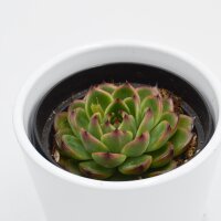 Echeveria Moon Stone - 9cm