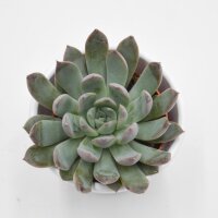Echeveria Summer - 5,5cm