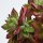 Echeveria Pulvinata Devotion - 8,5cm