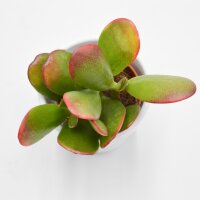 Crassula ovata Sunset  - 5,5cm