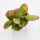 Crassula ovata Sunset  - 5,5cm