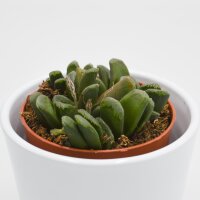 Haworthia maughanii x truncata - 8,5cm