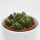 Haworthia maughanii x truncata - 8,5cm