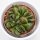 Haworthia maughanii x truncata - 8,5cm