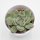 Echeveria colorata Hybrid - 5,5cm