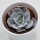 Echeveria Gila - 8,5cm