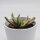 Gasteria marmorata f. variegata - 8,5cm
