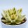 Echeveria agavoides Mira f. variegata - 10,5cm