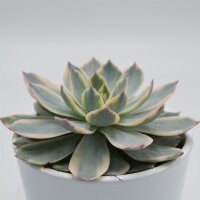 Echeveria subessilis f. variegata - 10,5cm