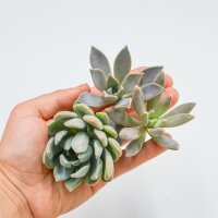 Set: P. paraguayense, PDarley Sunshine. , P. Scheideckeri