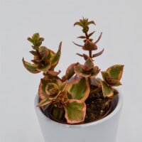 Crassula sarmentosa f. variegata - 5,5cm