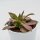 Aeonium leucoblepharum - 8,5cm