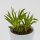 Peperomia Happy Bean - 5,5cm