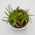 Peperomia Happy Bean - 5,5cm
