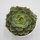 Echeveria Elfstone - 8,5cm