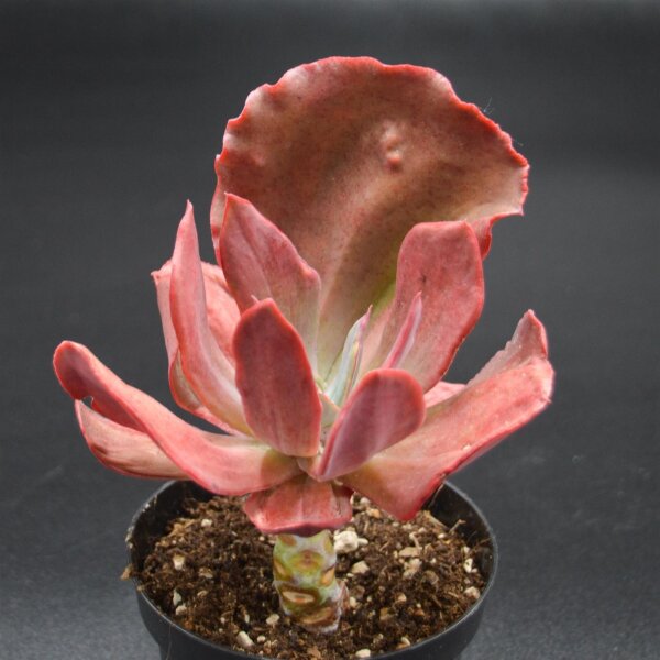 Echeveria Diamond State f. variegata