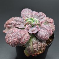 Echeveria Carnival