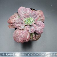Echeveria Carnival