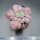 Echeveria Carnival