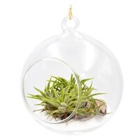 Globo-Glasterrarium
