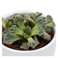 Titanopsis calcarea - 5,5cm
