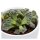 Titanopsis calcarea - 5,5cm