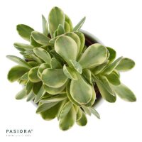 Crassula Money Maker Variegata - 6cm