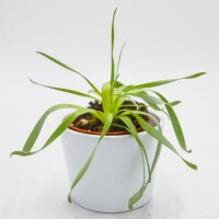 Cyrtanthus spiralis - 8,5cm